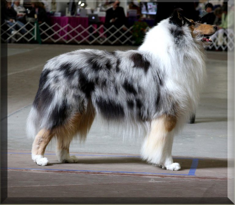 Bannerstone Collies Nova Scotia Collies, Nova Scotia, Canada